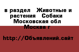  в раздел : Животные и растения » Собаки . Московская обл.,Москва г.